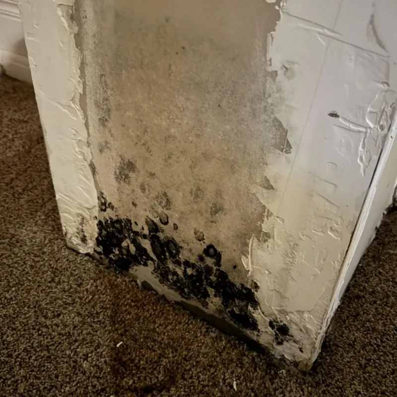 Professional Mold Removal in Iselin, NJ